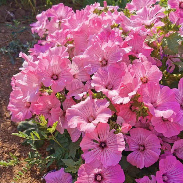 Hezhichun Rose Mallow Seeds, 1g