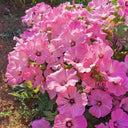Hezhichun Rose Mallow Seeds, 1g