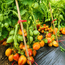 208 Dwarf Sunkissed Peach Tomato, 5 Seeds