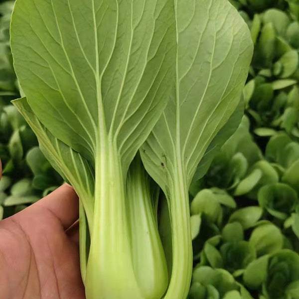 Qingjiang Sweet Pak Choi Seeds, 20g