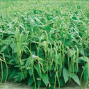 Jingyan® Yardlong Beans Seeds (No Trellis Required)