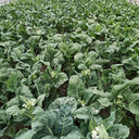 DaBao Chinese Kale Seeds, 10g