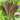 Purple Peacock Lettuce Seeds, 5g
