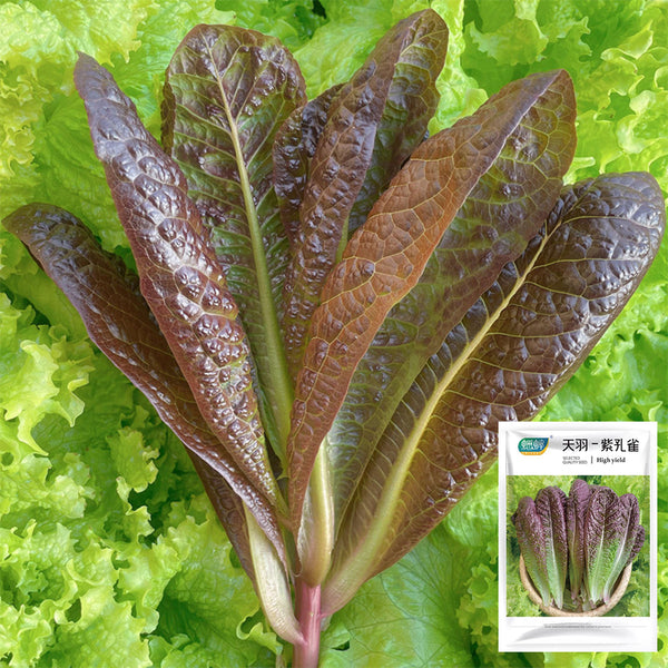 Purple Peacock Lettuce Seeds, 5g