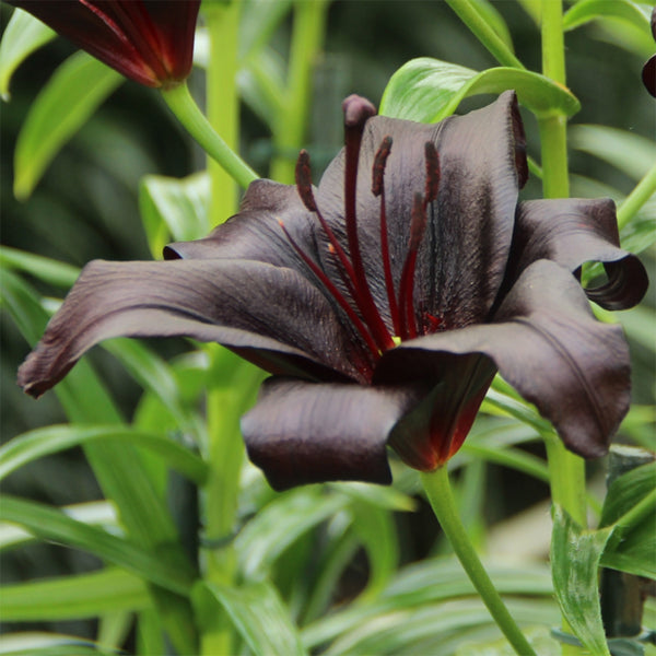 Lilium 'Black Knight', 12/14cm Circumference, 2 Bulbs