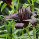 Lilium 'Black Knight', 12/14cm Circumference, 2 Bulbs