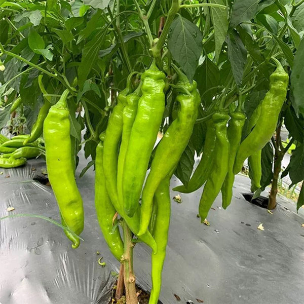 Ruila Spicy Goat's Horn Pepper Seeds, 50 Seeds