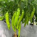 Ruila Spicy Goat's Horn Pepper Seeds, 50 Seeds