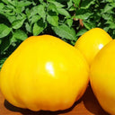 275 Your Majesty Tomato, 5 Seeds