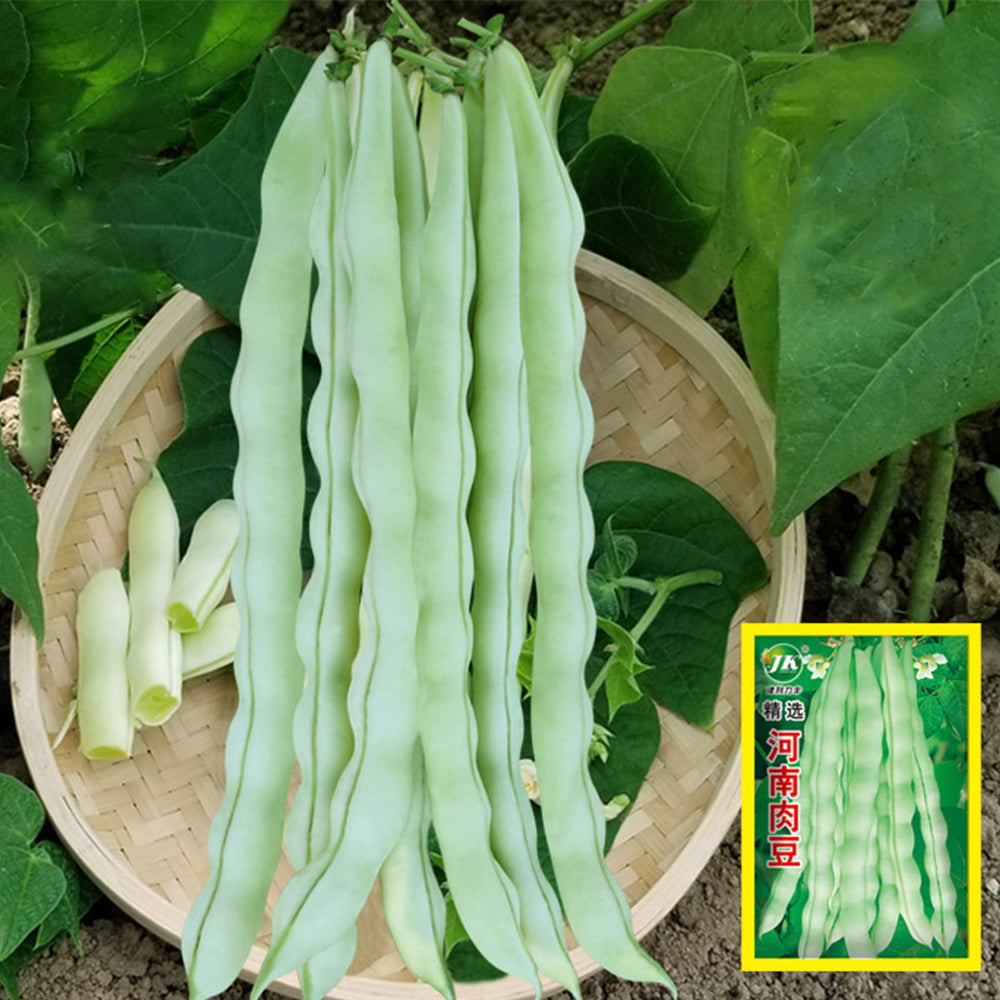 Henan Kidney Bean Seeds, 10g Per Bag