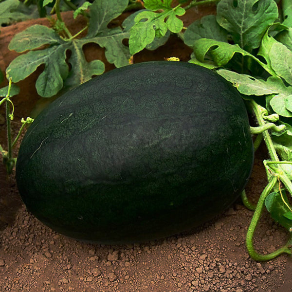 'Black Tyrant' Super-sweet Watermelon Seeds