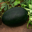 'Black Tyrant' Super-sweet Watermelon Seeds