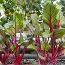 Red Swiss Chard Seeds, 10g