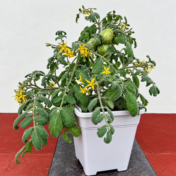 132 Fuzzy Wuzzy Tomato, 5 Seeds