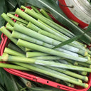 Traditional Sweet Sorghum Seeds, 10g