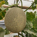 Shuaiguo No.9 Netted Melon Seeds, 10g