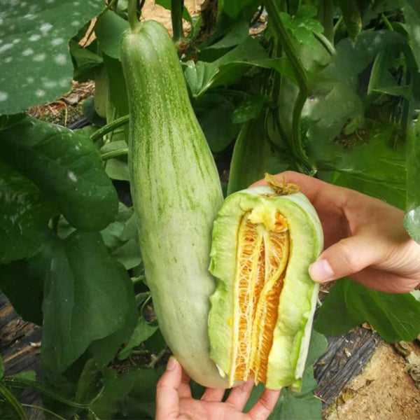 Horn-shaped Crispy Melon Seeds, 70 Seeds