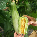 Horn-shaped Crispy Melon Seeds, 70 Seeds