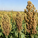 'Bainuo No.1' White Waxy Sorghum Seeds, 40g
