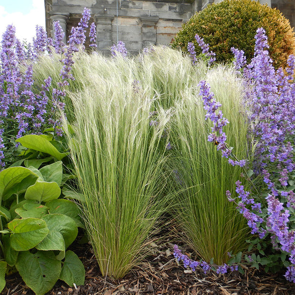 Mexican Feathergrass, 50 Seeds