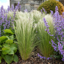 Mexican Feathergrass, 50 Seeds