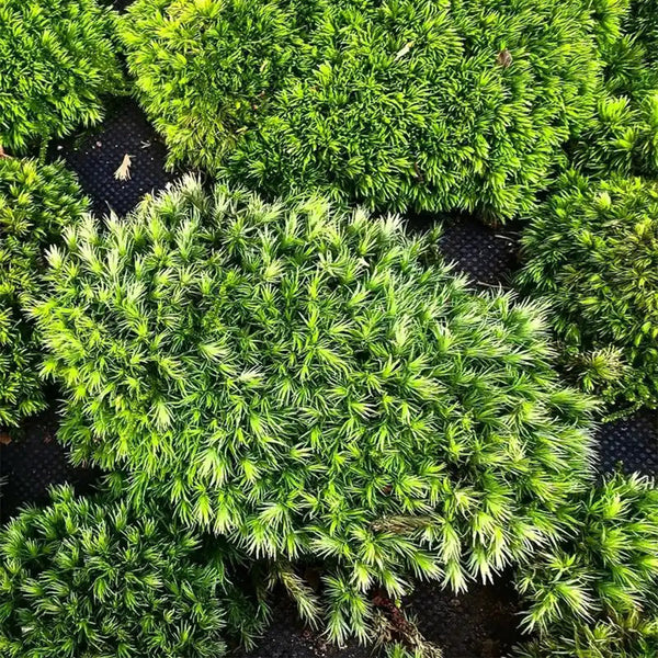 White Cushion Moss Seeds, 500 Seeds