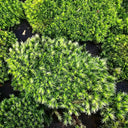 White Cushion Moss Seeds, 500 Seeds