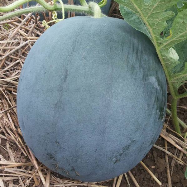 'Golden Obsidian' Seedless Watermelon Seeds, 20 Seeds
