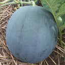 'Golden Obsidian' Seedless Watermelon Seeds, 20 Seeds