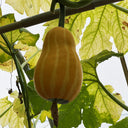 Hezhichun Decorative Pumpkin Seed Mix, 10 Seeds