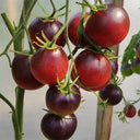 928 Happiness Bag Tomato, 5 Seeds