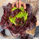 Coffee-colored Butter Lettuce Seeds, 3g