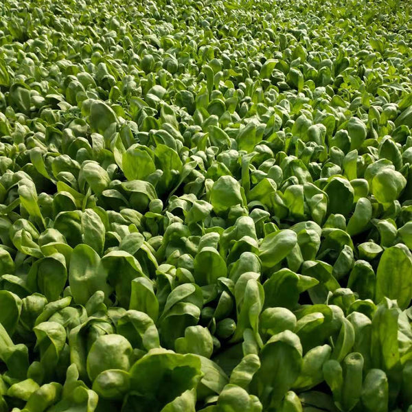 Large-Leaf Chrysanthemum Greens, 1000 Seeds