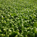Large-Leaf Chrysanthemum Greens, 1000 Seeds