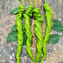 Screw Pepper No. 1209 Seeds, 100 Seeds