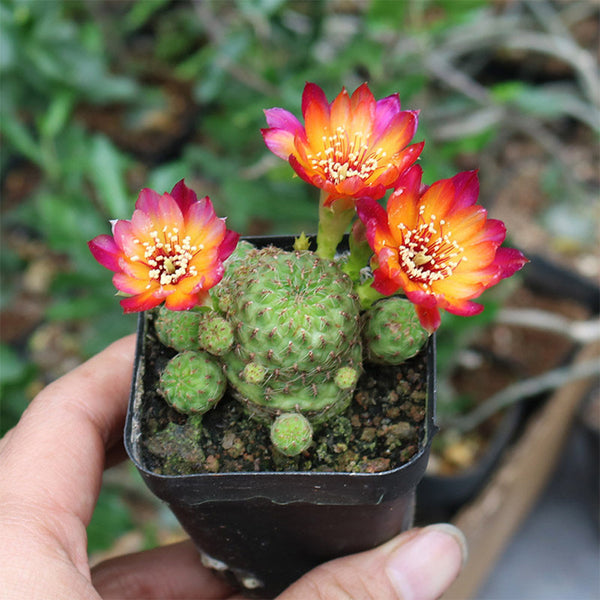 Aylostera 'Karel' Cactus, 2-3cm
