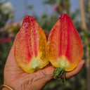 1017 Temptation F7 Tomato, 5 Seeds