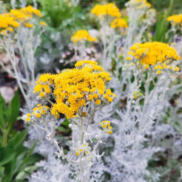 Silver Ragwort (Jacobaea maritima) Seeds, 100 Seeds