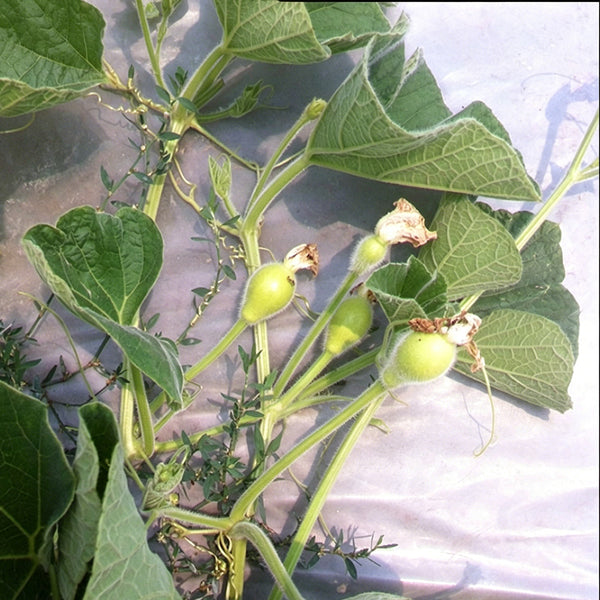Edible Bottle Gourd, 15 Seeds