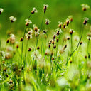 English Ribwort Plantain, 10 Seeds