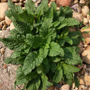 Toad Grass Seeds, 0.5g