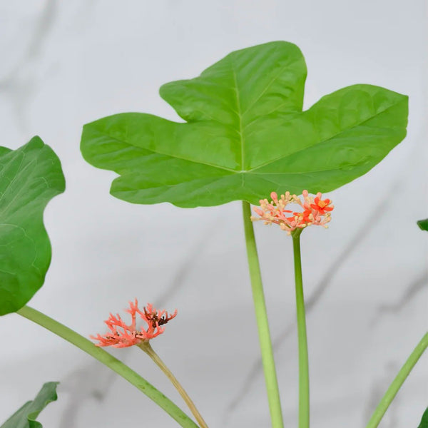 TD001 Jatropha podagrica, 1 Live Plant