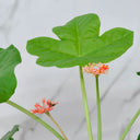 TD001 Jatropha podagrica, 1 Live Plant