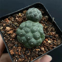 Tephrocactus bonnieae, 2-3cm