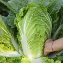 'Jiaoyan Qiubao' Chinese Cabbage Seeds, 10g