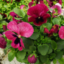 Hezhichun Pansy 'Cat Face', 30 Seeds
