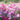 Hezhichun Mixed Color Cosmos, 1000 Seeds