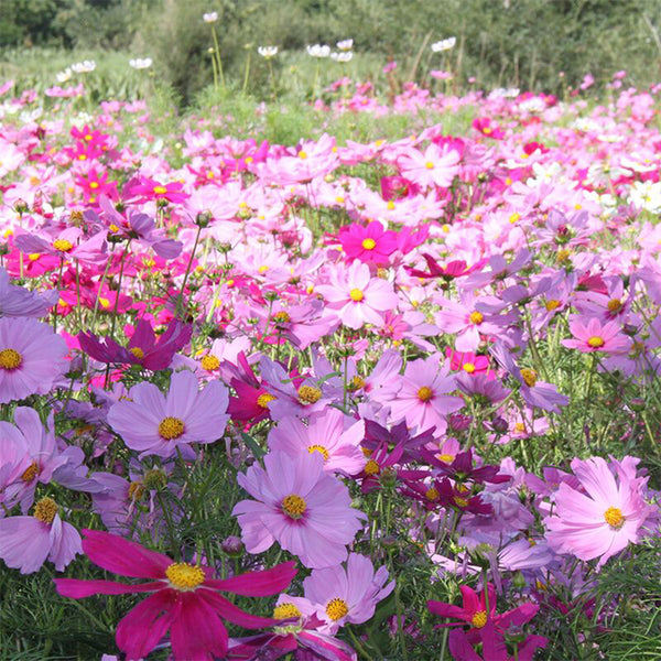 Hezhichun Mixed Color Cosmos, 1000 Seeds
