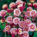 Hezhichun Aquilegia 'Crown Jewels Mixed' Seeds, 1g