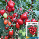 Hongcuili Cherry Tomato Seeds, 20 Seeds